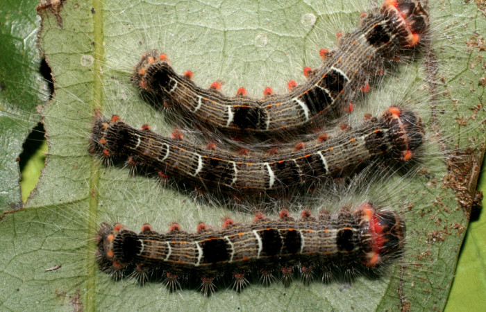 Figura 14. Larvas <i>Euglyphis lepta</i> (Lasiocampidae), penúltimo estadío (PU) vista dorsal, localidad Estación Biológica Quica, Sector Pitilla ACG (470m). Voucher: 08-SRNP-71150-DHJ444269.jpg.