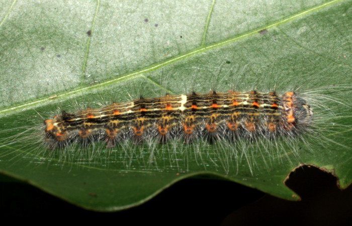 Figura 18. Larva <i>Euglyphis phyllis</i> (Lasiocampidae), último estadío (U) vista lateral, localidad Area Administrativa, Sector Santa Rosa ACG (295m). Voucher: 10-SRNP-14033-DHJ476697.jpg.