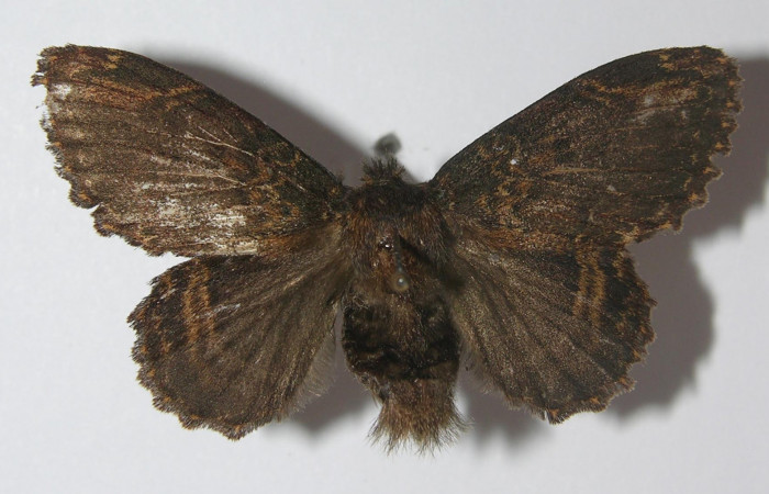 Figura 1. Adulto de <i>Euglyphis jessiehillae</i> (Lasiocampidae), vista dorsal, localidad Portón Rivas, Sector Mundo Nuevo ACG (570m). Voucher: 11-SRNP-56965-DHJ558060.jpg.