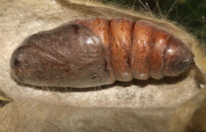 Figura 5. Pupa de <i>Euglyphis asapha</i> (Lasiocampidae), vista lateral, localidad Sendero Mismo, Sector Pitilla ACG (680m). Voucher: 13-SRNP-30680-DHJ700855.jpg.