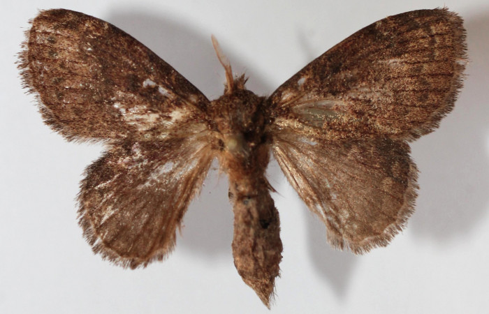 Figura 20. Adulto de <i>Euglyphis phyllis</i> (Lasiocampidae), vista dorsal, localidad Vado Miramonte, Sector Mundo Nuevo ACG (305m). Voucher: 13-SRNP-56217-DHJ589304.jpg.