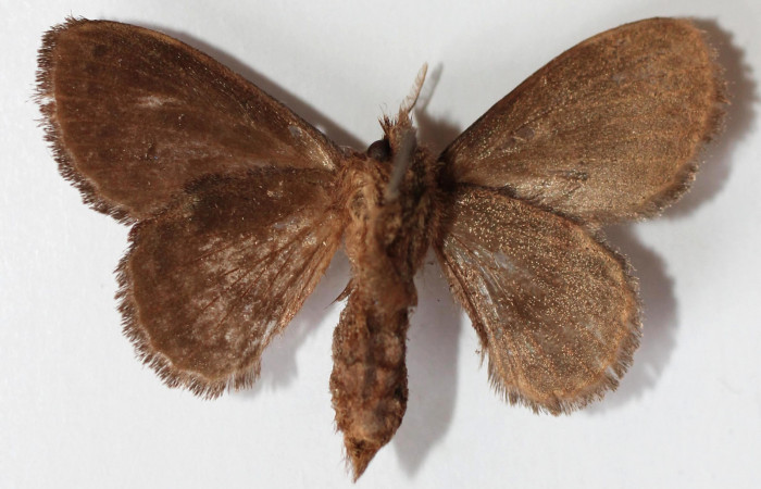 Figura 21. Adulto de <i>Euglyphis phyllis</i> (Lasiocampidae), vista ventral, localidad Vado Miramonte, Sector Mundo Nuevo ACG (560m). Voucher: 13-SRNP-56217-DHJ589305.jpg.