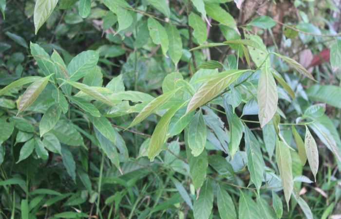 Figura 22. Planta hospedera de <i>Euglyphis jessiehillae</i> (Lasiocampidae), planta llamada <i>Nectandra hihua</i> (Lauraceae), localidad Estación Biológica Quica, Sector Pitilla ACG (470m), foto: Ricardo Calero 26 Agosto 2020.