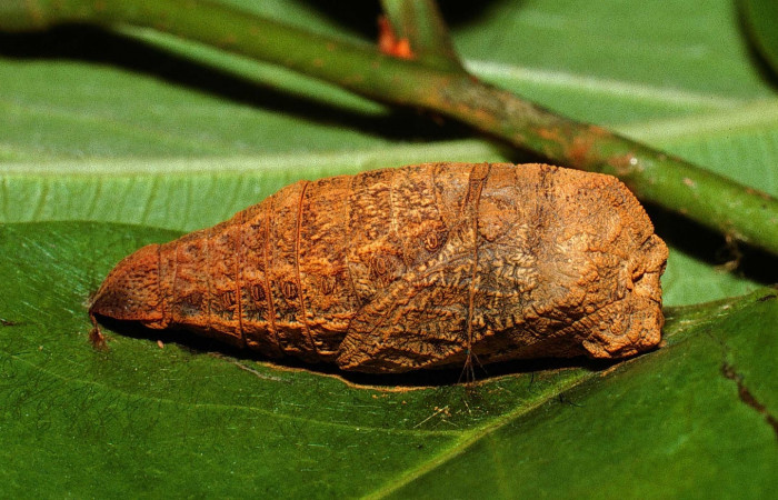 Figura 6. Pupa de <i>Protographium philolaus</i> (Papilionidae), posición frontal, en la hoja de la planta <i>Annona muricata</i> (introducido) (Annonaceae). 02-SRNP-11769- DHJ68023.jpg.     