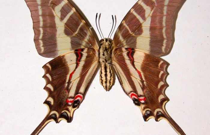 Figura 9. Adulto de <i>Protographium philolaus</i> (Papilionidae), hembra posición ventral. 84-SRNP-384-DHJ38732.