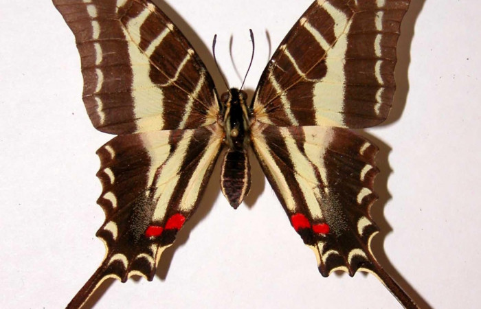 Figura 10. Adulto de <i>Protographium philolaus</i> (Papilionidae), hembra posición dorsal. 84-SRNP-384-DHJ38733.