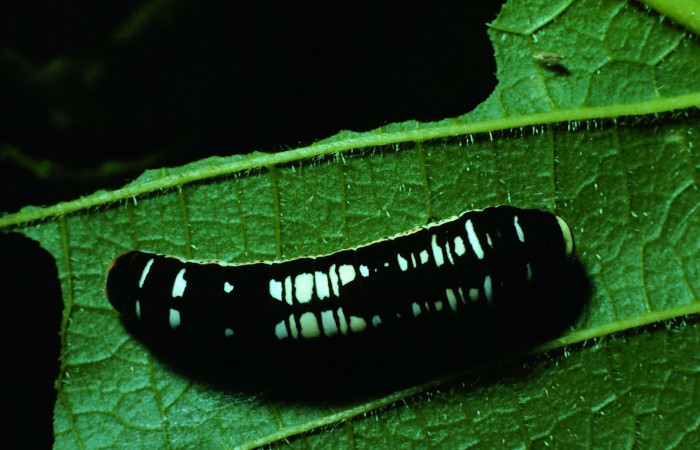 Figura 4. Larva <i>Protographium philolaus</i> (Papilionidae). Posición dorsal entero en la hoja de la planta de <i>Sapranthus palanga</i> (Annonaceae). Sector Santa Rosa. 84- SRNP-450-DHJ7371.jpg.     