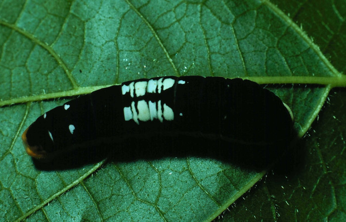 Figura 5. Larva <i>Protographium philolaus</i> (Papilionidae). Posición dorsal entero en la hoja de la planta de <i>Sapranthus palanga</i> (Annonaceae). Sector Santa Rosa. 85- SRNP-278-DHJ8955.jpg.    