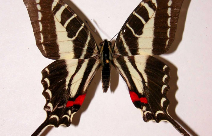 Figura 11. Adulto de <i>Protographium philolaus</i> (Papilionidae), macho posición dorsal. 93-SRNP-2336-DHJ38734.