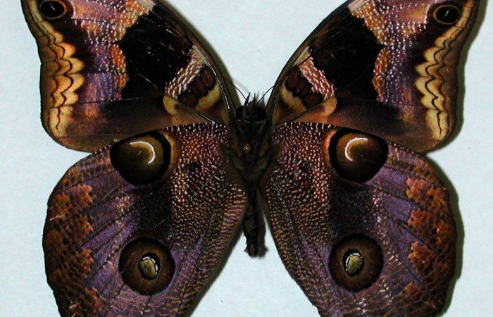 Fig. 16. Macho de <i>Catoblepia championi</i> (Nymphalidae). Vista ventral Voucher: 01-SRNP-3460-DHJ35197.