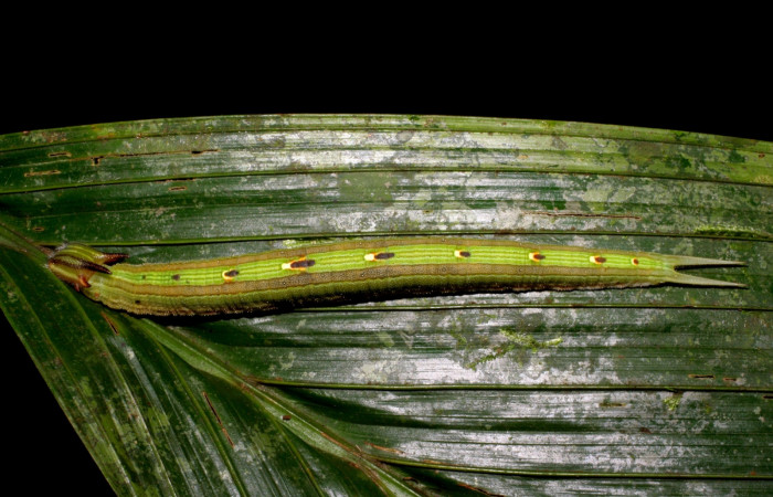 Fig. 5. Larva de <i>Catoblepia championi</i> (Nymphalidae). Comiendo <i>Astrocaryum alatum</i> (Arecaceae). Voucher: 07-SRNP-32355-DHJ421432.