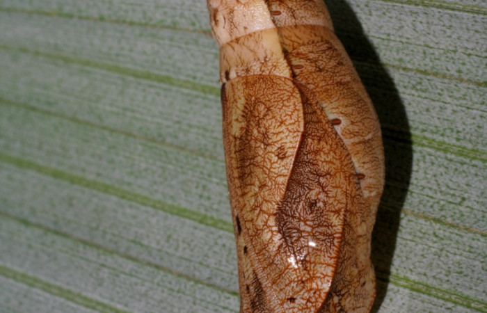 Fig. 11. Pupa de <i>Catoblepia championi</i> (Nymphalidae) vista vertical lateral. Voucher: 07-SRNP-32355-DHJ421432.