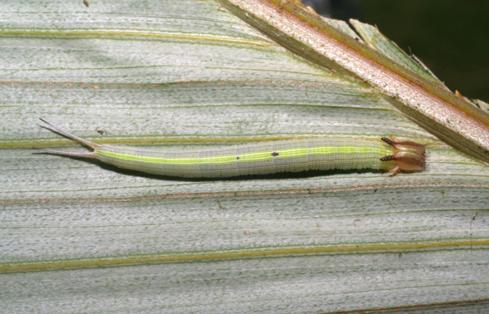 Fig. 1. Larva de <i>Catoblepia champion</i>i (Nymphalidae), comiendo <i>Astrocaryum alatum</i> (Arecaceae) Voucher: 07-SRNP-32417-DHJ421527.