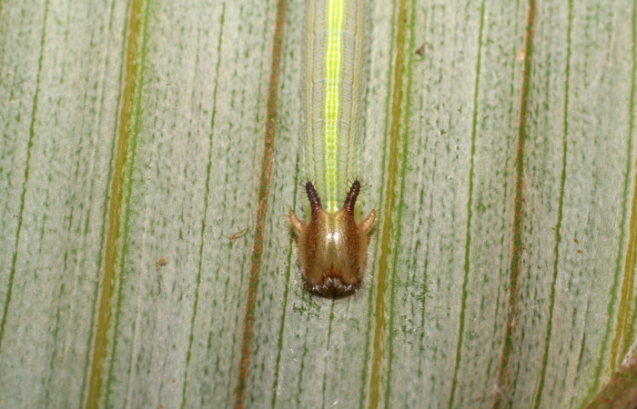 Fig. 3. Detalle cabeza larva de <i>Catoblepia championi</i> (Nymphalidae). Comiendo <i>Astrocaryum alatum</i> (Arecaceae). Voucher: 07-SRNP-32417-DHJ421527.
