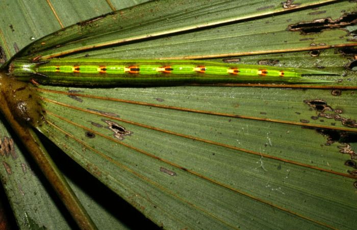 Fig. 4. Larva de <i>Catoblepia championi</i> (Nymphalidae). Comiendo <i>Iriartea deltoidea</i> (Arecaceae). Voucher: 09-SRNP-32331-DHJ461555.
