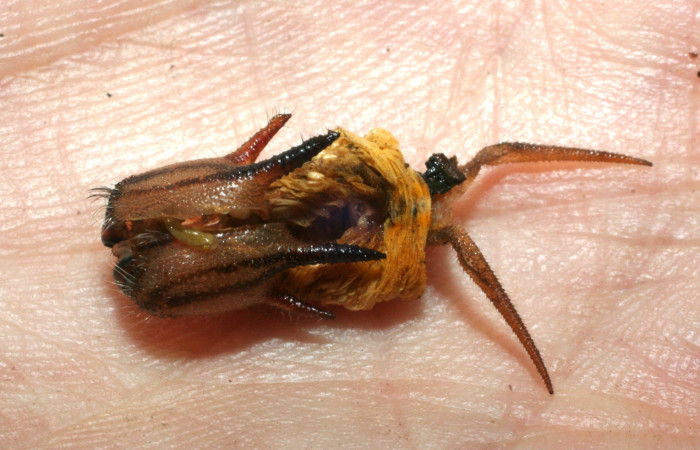 Fig. 8. Piel de prepupa de <i>Catoblepia championi</i> (Nymphalidae). Voucher: 09-SRNP-32331-DHJ463883.