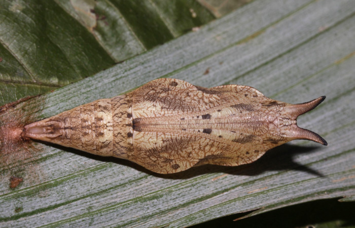 Fig. 09. Pupa de <i>Catoblepia championi</i> (Nymphalidae) vista ventral. Voucher: 15-SRNP-31796-DHJ728965.