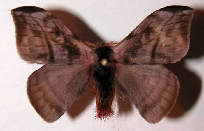 Figura 13. Adulto de <i>Hylesia rufipes</i> (Saturniidae), macho vista dorsal, localidad Loaciga Sector Pitilla ACG (445m). Voucher: 03-SRNP-20813-DHJ39388.jpg.