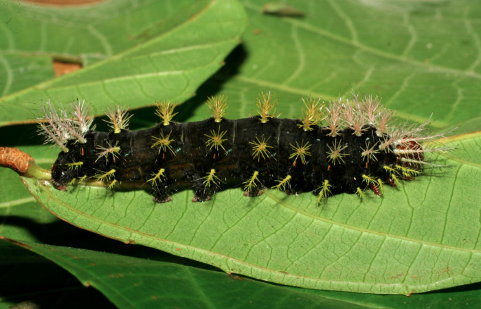 Figura 5. Larva <i>Hylesia rufipes</i> (Saturniidae), último estadío (U) vista lateral, localidad Loaciga Sector Pitilla ACG (445m). Voucher: 07-SRNP-31042-DHJ419792.jpg.