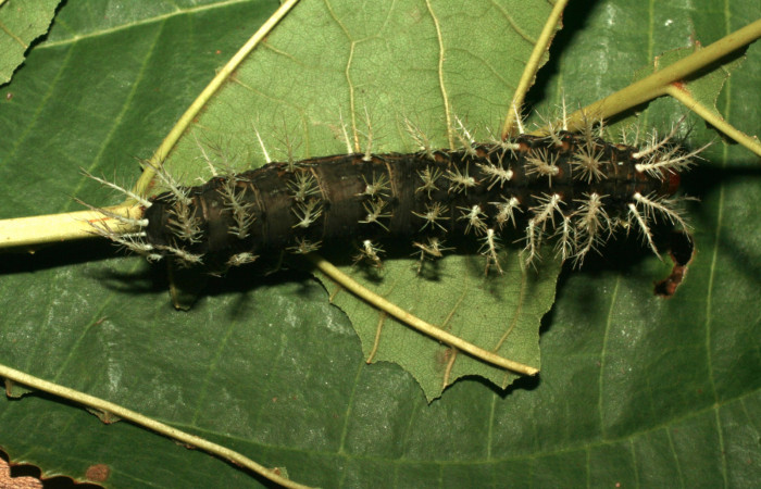 Figura 8. Larva <i>Hylesia rufipes</i> (Saturniidae), último estadío (U) vista lateral, localidad Estación Quica Sector Pitilla ACG (470m). Voucher: 10-SRNP-71739-DHJ479269.jpg.