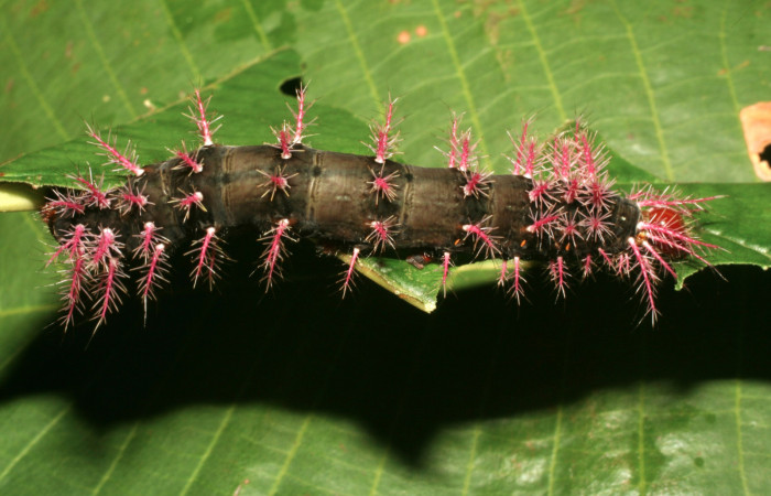 Figura 6. Larva <i>Hylesia rufipes</i> (Saturniidae), último estadío (U) vista lateral, localidad Estación Quica Sector Pitilla ACG (470m). Voucher: 10-SRNP-71741-DHJ479276.jpg.
