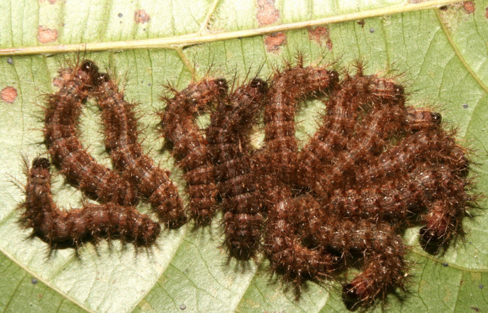 Figura 2. Larvas <i>Hylesia rufipes</i> (Saturniidae), tercer estadío (PPU) vista dorsal, localidad Gazo Sector Pitilla ACG (485m). Voucher: 14-SRNP-70625-DHJ722391.jpg.