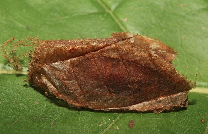 Figura 11. Capullo donde permanece la pupa de <i>Hylesia rufipes</i> (Saturniidae), vista lateral, localidad Gazo Sector Pitilla ACG (485m). Voucher: 14-SRNP-70632-DHJ722831.jpg.