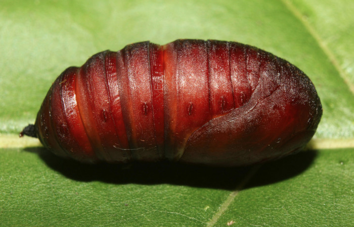 Figura 12. Pupa de <i>Hylesia rufipes</i> (Saturniidae), vista lateral, localidad Gazo Sector Pitilla ACG (485m). Voucher: 14-SRNP-70632-DHJ722838.jpg.