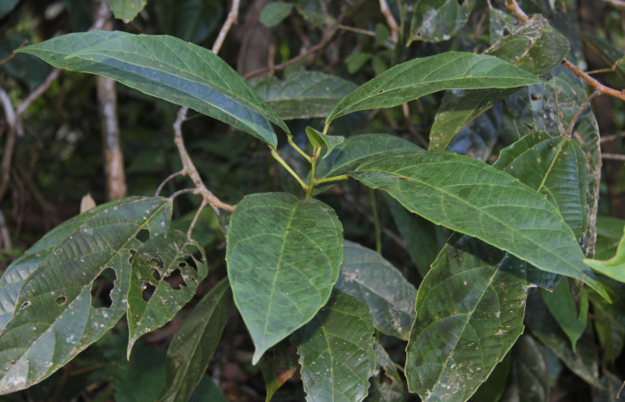 Figura 17. Planta hospedera de <i>Hylesia rufipes</i> (Saturniidae), esta planta se llama <i>Alchornea latifolia</i> (Euphorbiaceae), localidad Estación Quica Sector Pitilla ACG (470m).