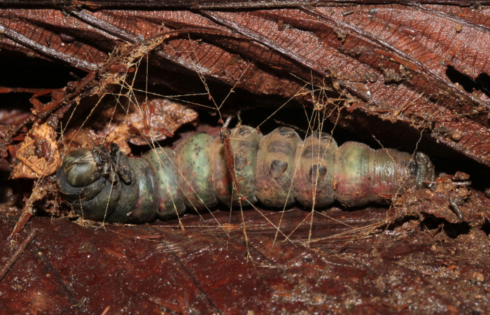 Fig. 10  Prepupa de <i>Ramphia</i> albizonaDHJ03 (Erebidae). Encontrada sobre la hojarasca de Sendero Cuestona Estación Pitilla; 15 de Setiembre 2016. (16-SRNP-31528-DHJ735400).