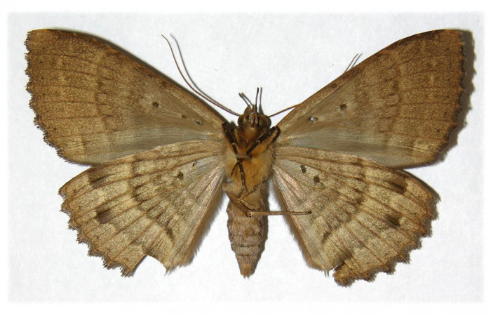 Fig. 2 Vista ventral de la hembra <i>Ramphia</i> albizonaDHJ04 (Erebidae) (01-SRNP-11572-DHJ313687).