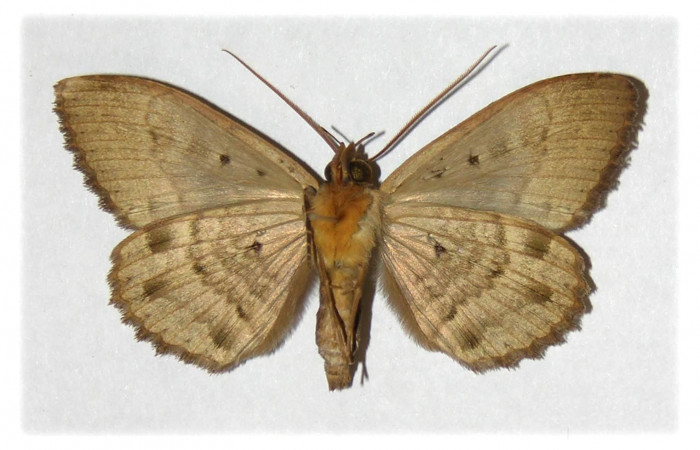Fig. 4 Vista ventral del macho <i>Ramphia</i> albizonaDHJ04 (Erebidae). (01-SRNP-11719-DHJ313693).