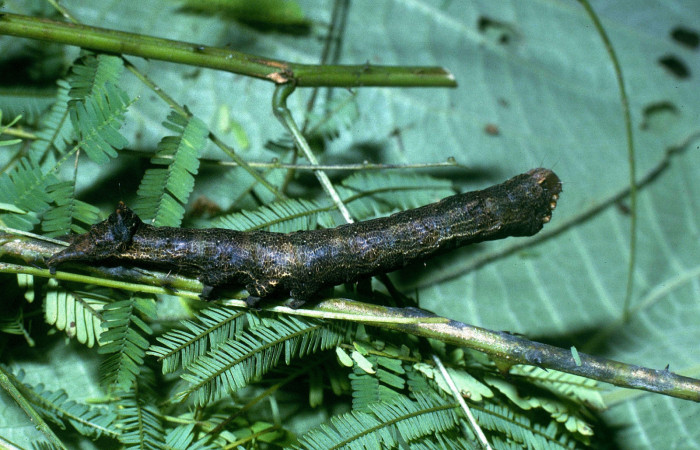 Fig. 9 Vista lateral <i>Ramphia</i> albizonaDHJ03 (Erebidae). Alimentándose de <i>Senegalia multipinnata</i> (Fabaceae). Colocho Estación Pitilla; 22 de Junio 2004. (04-SRNP-33434-DHJ84711).