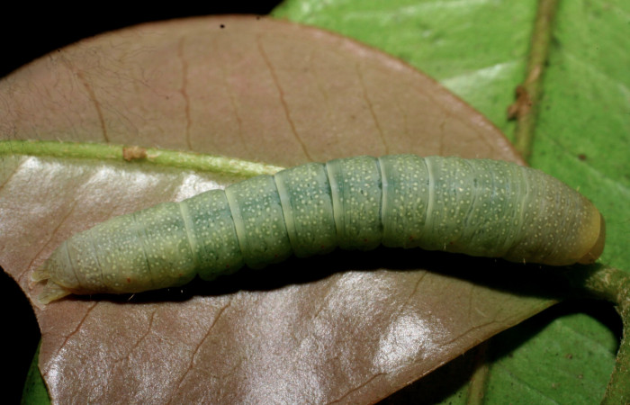 Figura 4. Larva <i>Paectes devincta</i> (Euteliidae), último estadío (U) vista dorsal, localidad Tangelo, Sector Del Oro ACG (470m). Voucher: 07-SRNP-24029-DHJ430014.jpg.