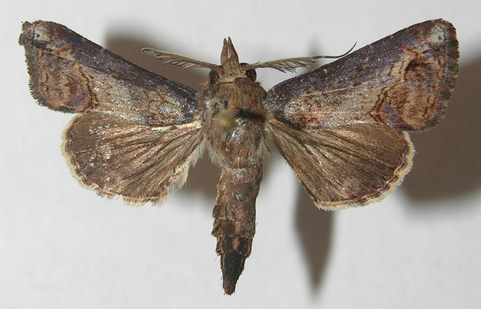 Figura 7. Adulto de <i>Paectes devincta</i> (Euteliidae), macho vista dorsal, localidad Sendero Albergue Crater, Sector Rincón Rain Forest ACG (980m). Voucher: 10-SRNP-4382-DHJ538940.jpg.