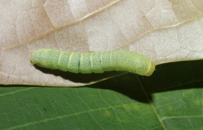Figura 15. Larva <i>Paectes lunodes</i> (Euteliidae), último estadío (U) vista dorsal, localidad Sendero Manguera Estación Biológica Quica, Sector Pitilla ACG (470m). Voucher: 17-SRNP-70802-DHJ737228.jpg.