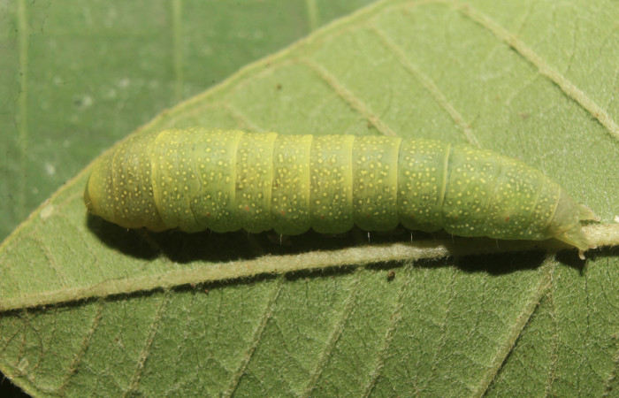 Figura 3. Larva <i>Paectes devincta</i> (Euteliidae), último estadío (U) vista dorsal, localidad Molina Estación Biológica Quica, Sector Pitilla ACG (465m). Voucher: 20-SRNP-71387-DHJ780093.jpg.