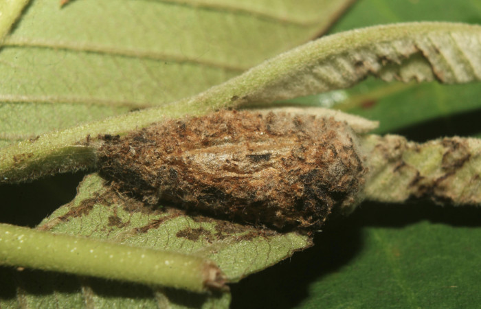 Figura 5. Capullo de <i>Paectes devincta</i> (Euteliidae), vista lateral, localidad Molina Estación Biológica Quica, Sector Pitilla ACG (465m). Voucher: 20-SRNP-71387-DHJ780094.jpg.