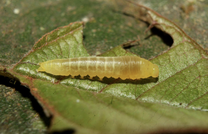 Figura 2. Larva <i>Paectes devincta</i> (Euteliidae), penúltimo estadío (PU) vista lateral, localidad  Estación Biológica Quica, Sector Pitilla ACG (470m). Voucher: 20-SRNP-71492-DHJ780142.jpg.