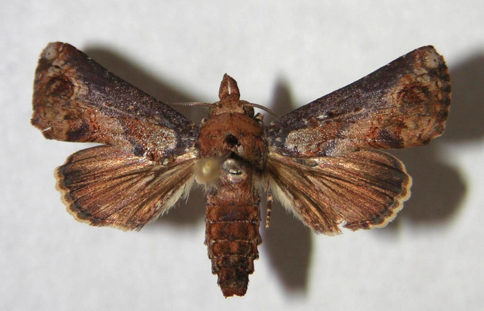 Figura 9. Adulto de <i>Paectes devincta</i> (Euteliidae), hembra vista dorsal, localidad Estación Biológica Gongora, Sector Cacao ACG (570m). Voucher: 94-SRNP-10178-DHJ365778.jpg.