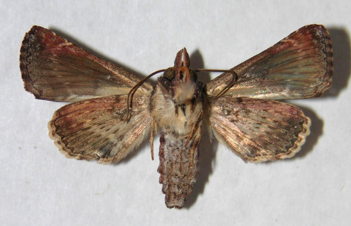Figura 10. Adulto de <i>Paectes devincta</i> (Euteliidae), hembra vista ventral, localidad Estación Biológica Gongora, Sector Cacao ACG (570m). Voucher: 94-SRNP-10178-DHJ365779.jpg.