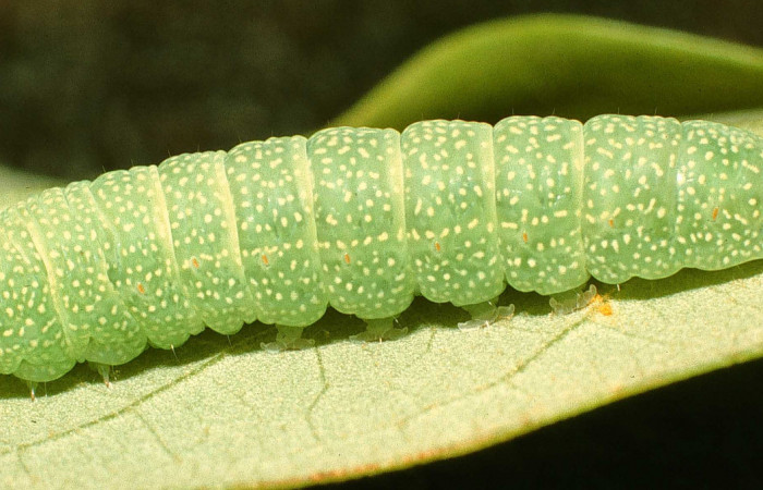 Figura 19. Larva <i>Paectes nubifera</i> (Euteliidae), último estadío (U) vista lateral, localidad Bosque Encino Guacimal, Sector Santa Rosa ACG (285m). Voucher: 95-SRNP-6026-DHJ23851.jpg.
