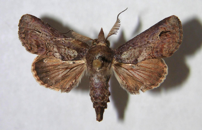 Figura 20. Adulto de <i>Paectes nubifera</i> (Euteliidae), vista dorsal, localidad Bosque Encino Guacimal, Sector Santa Rosa ACG (285m). Voucher: 95-SRNP-6026-DHJ365768.jpg.