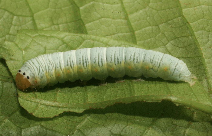 Figura 13. Larva <i>Paectes</i> foviferaDHJ02 (Euteliidae), último estadío (U) vista lateral, localidad Moga, Sector Brasilia ACG (320m). Voucher: 13-SRNP-65307-DHJ488005.jpg.