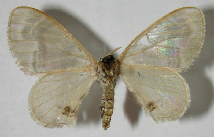 Figura 8. Adulto de <i>Colla coelestis</i> (Bombycidae),  hembra vista ventral, localidad Puente Palma, Sector San Cristóbal ACG (460). Voucher: 07-SRNP-2147-DHJ376237.jpg.