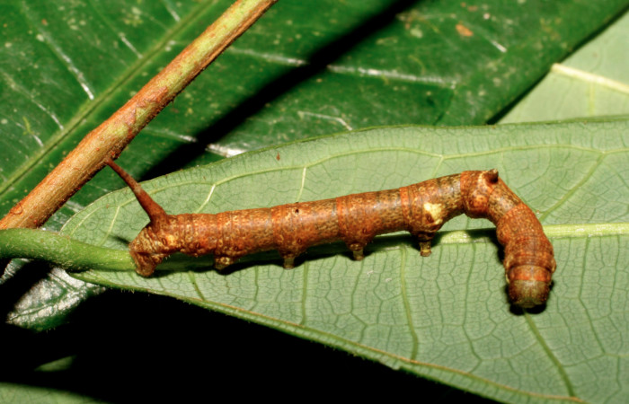 Figura 4. Larva <i>Colla coelestis</i> (Bombycidae), último estadío (U) vista dorsal, localidad Sendero Gallinazo, Brasilia ACG (360). Voucher: 08-SRNP-65981-DHJ446991.jpg.