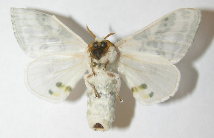Figura 16. Adulto de <i>Colla rhodope</i> (Bombycidae), hembra vista ventral, localidad Casona Santa Rosa, Sector Santa Rosa ACG (330). Voucher: 10-SRNP-12977-DHJ538544.jpg.