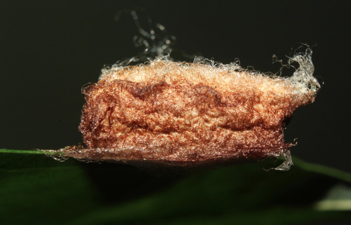 Figura 5. Capullo de <i>Colla coelestis</i> (Bombycidae), vista lateral, localidad Bullas Estación Biológica Quica, Sector Pitilla ACG (440). Voucher: 18-SRNP-71133-DHJ742593.jpg.