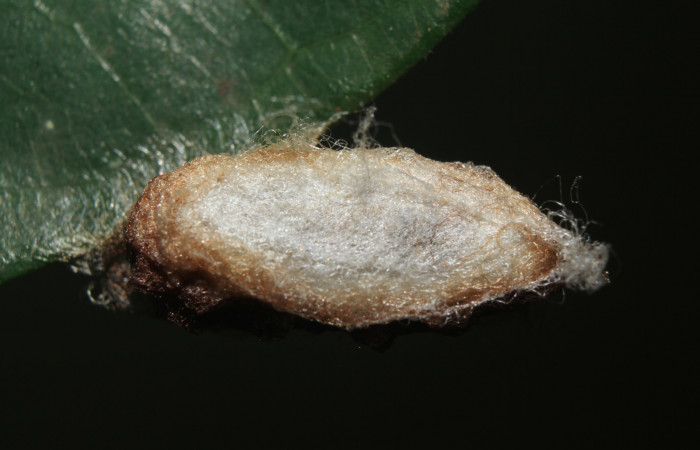 Figura 6. Capullo de <i>Colla coelestis</i> (Bombycidae), vista dorsal, localidad Bullas Estación Biológica Quica, Sector Pitilla ACG (440). Voucher: 18-SRNP-71133-DHJ742594.jpg.