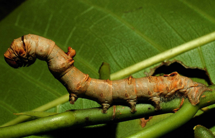 Figura 12. Larva <i>Colla rhodope</i> (Bombycidae), último estadío (U) vista lateral, localidad Area Administrativa Sector Santa Rosa ACG (295). Voucher: 98-SRNP-10587-DHJ47211.jpg.